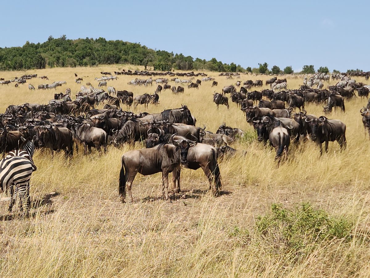 Wildebeest and zebra grazing on open grassland